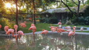 Flamingos im Zoo Shanghai