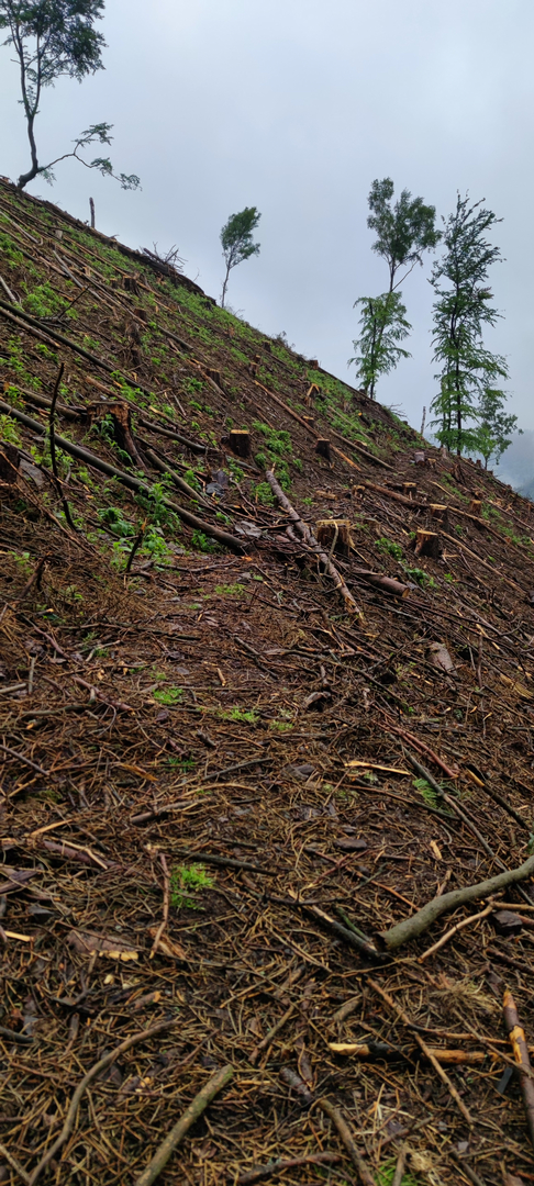 Eselstieg im Ilsetal mit Baumschnitt