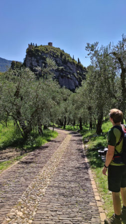 Olivenhain auf dem Weg zum Burgfelsen von Arco