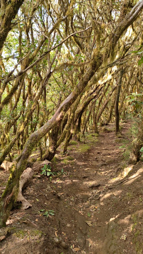 moosbewachsener Wald im Garajonay Nationalpark