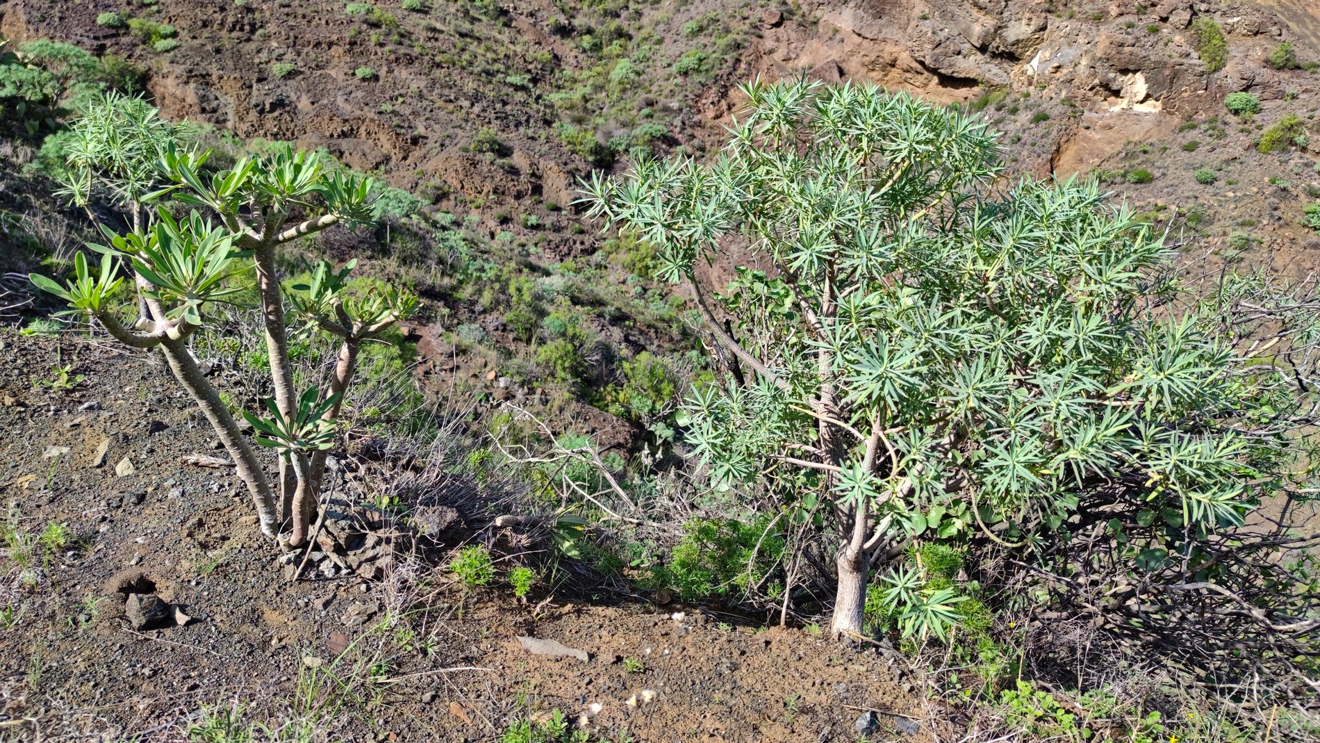 kleiner Drachenbaum und Wolfsmilchgewächs