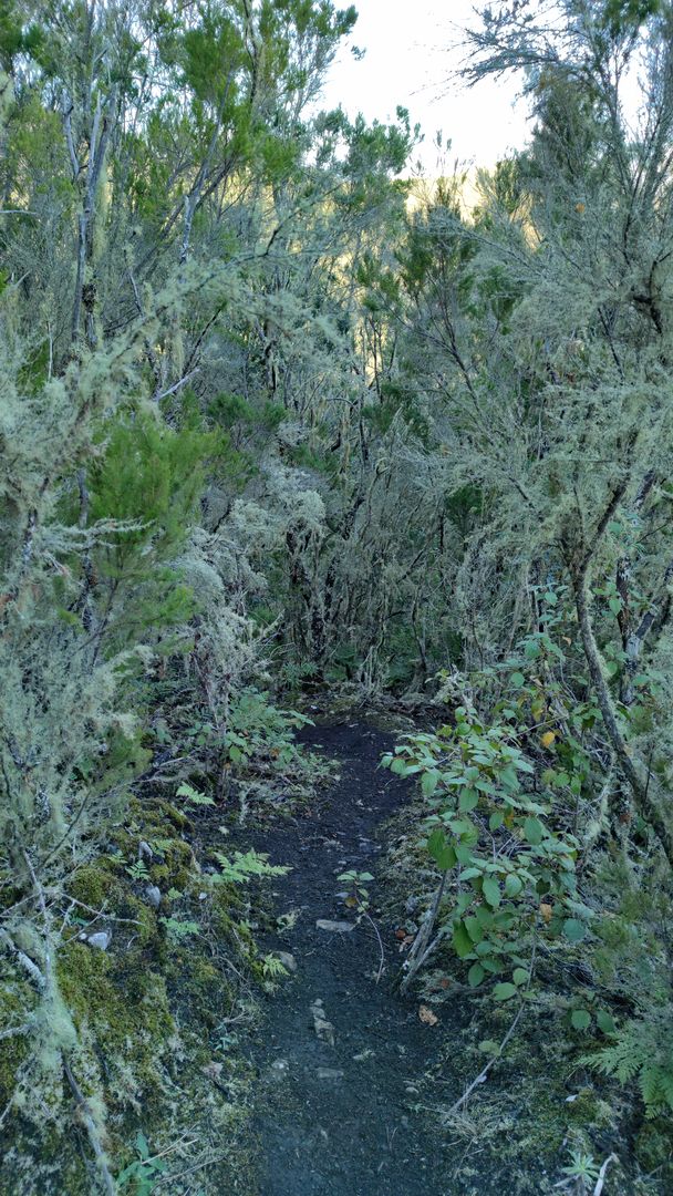 Dickicht des moosbewachsenen Lorbeerwalds von Monte del Agua