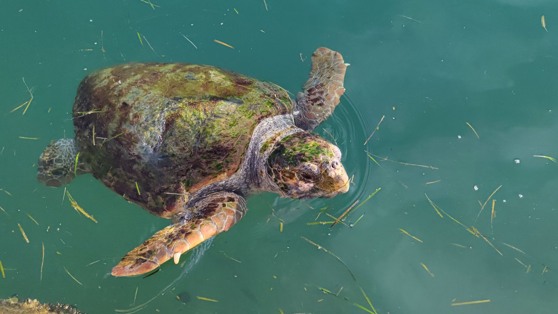 Unechte Karettschildkröte Caretta Caretta in Argostoli, Kefalonia