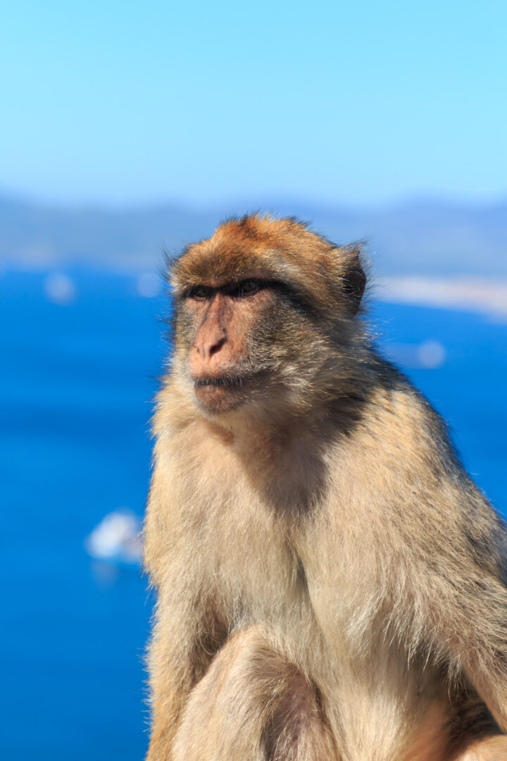 Berberaffe von Gibraltar