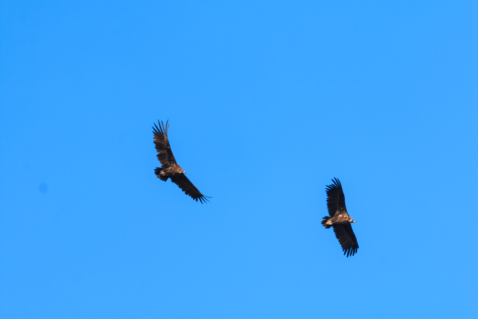 Geier im Monfragüe Nationalpark