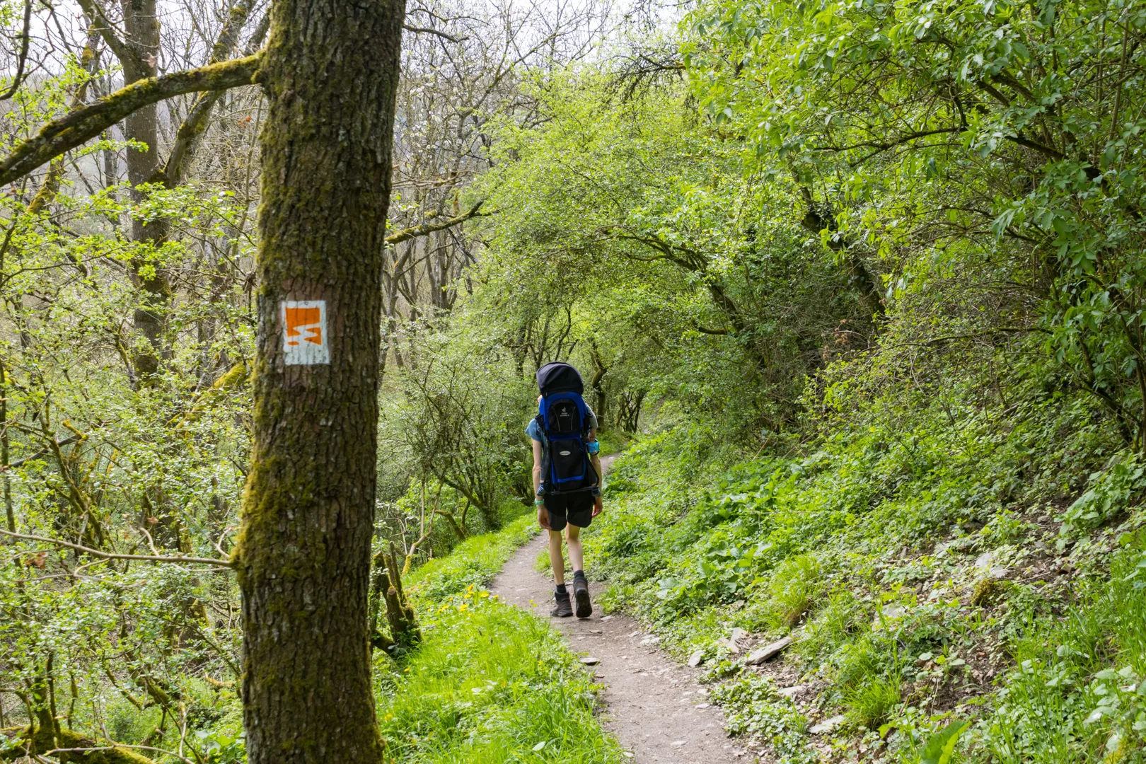 im Elzbachtal