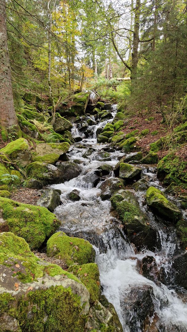 zauberhafte Schlucht der Wiese